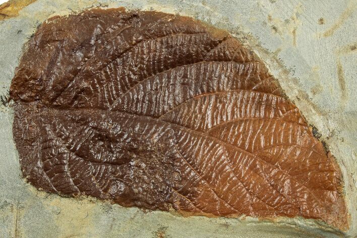 Fossil Leaf (Ficus) - Montana #305896